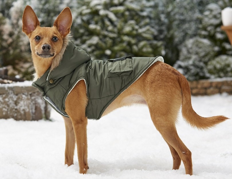 穿着冬衣的狗站在雪地上