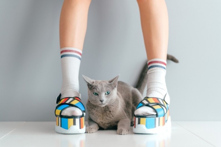 灰猫和动漫鞋