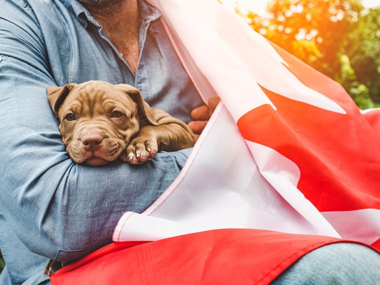 与加拿大国旗的人拿着一只狗
