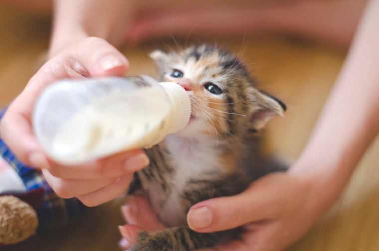 被救出的小猫用奶瓶里的奶水喂奶