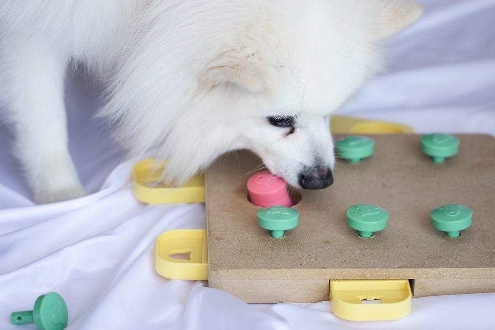 白狗玩拼图玩具