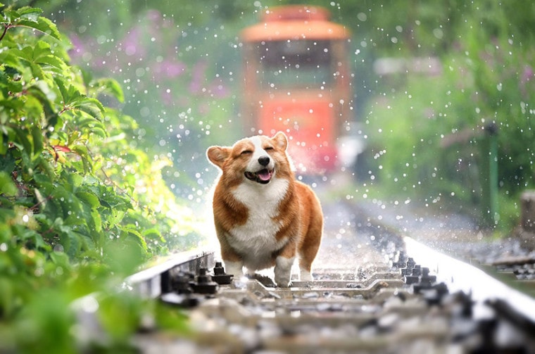 在雨中玩耍的狗
