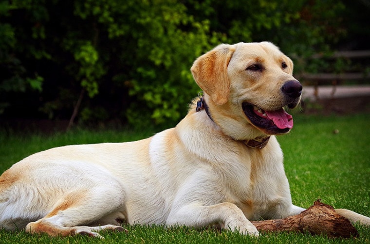 黄金拉布拉多猎犬在草地上