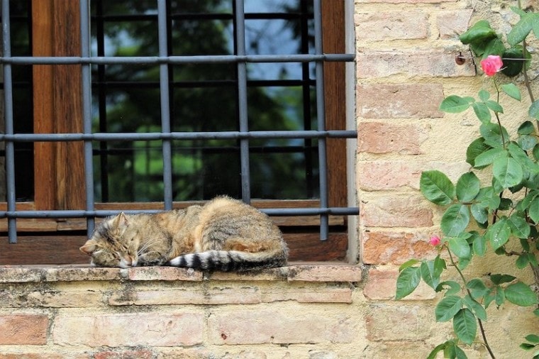意大利猫在佛罗伦萨的玫瑰窗上打盹