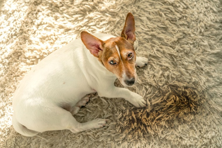 杰克·罗素（Jack Russell Terrier）躺在湿水坑附近的白色地毯上