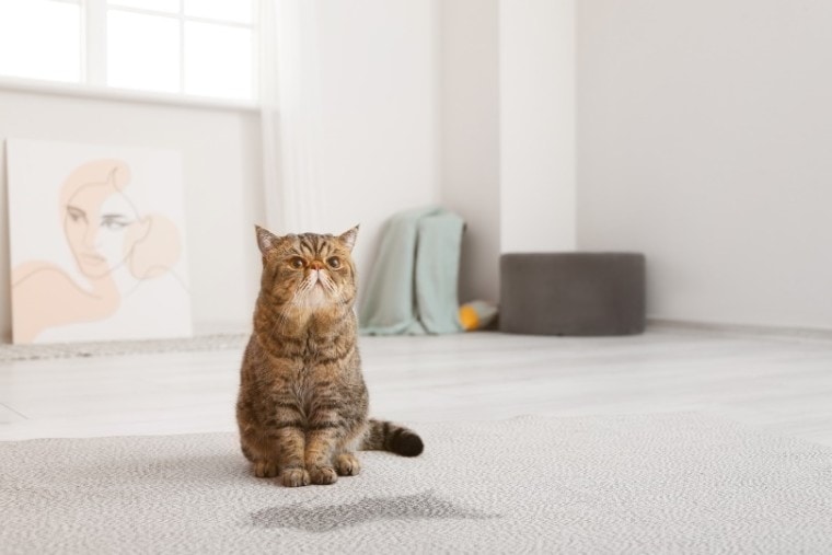 猫小便在地毯上
