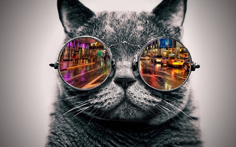 著名的猫戴太阳镜