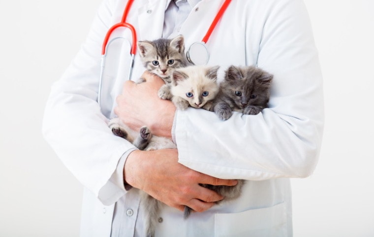 兽医。抱着小猫