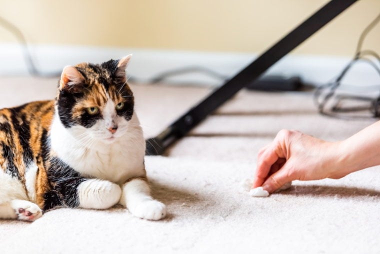 地毯上的印花布猫呕吐物