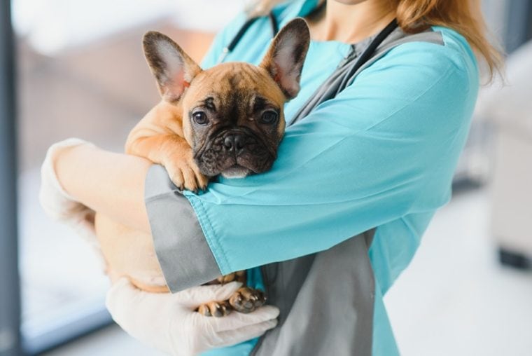 在兽医诊所，兽医抱着一只法国斗牛犬