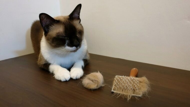 小猫带着毛球坐在木桌上