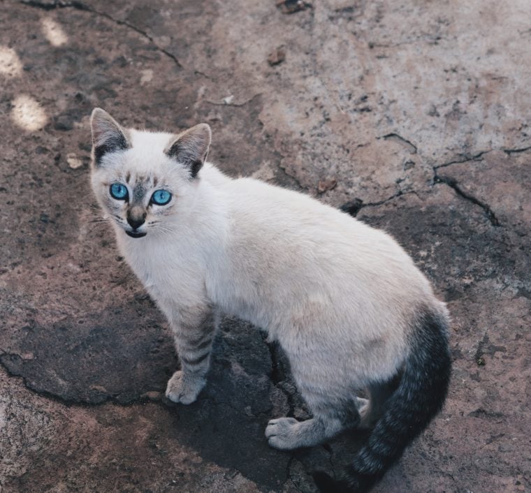 奥霍斯azul猫抬头
