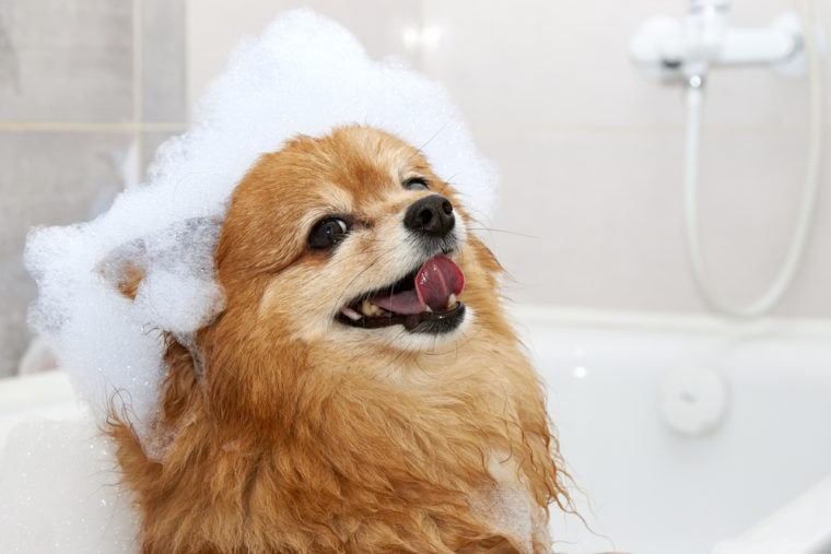 一只小狗在浴室里用洗发水泡沫在他的头上