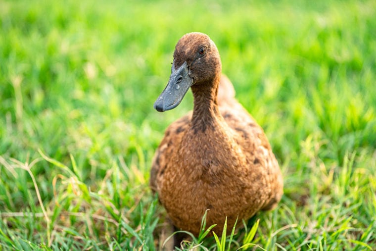 卡其坎贝尔鸭走在绿色的草地上
