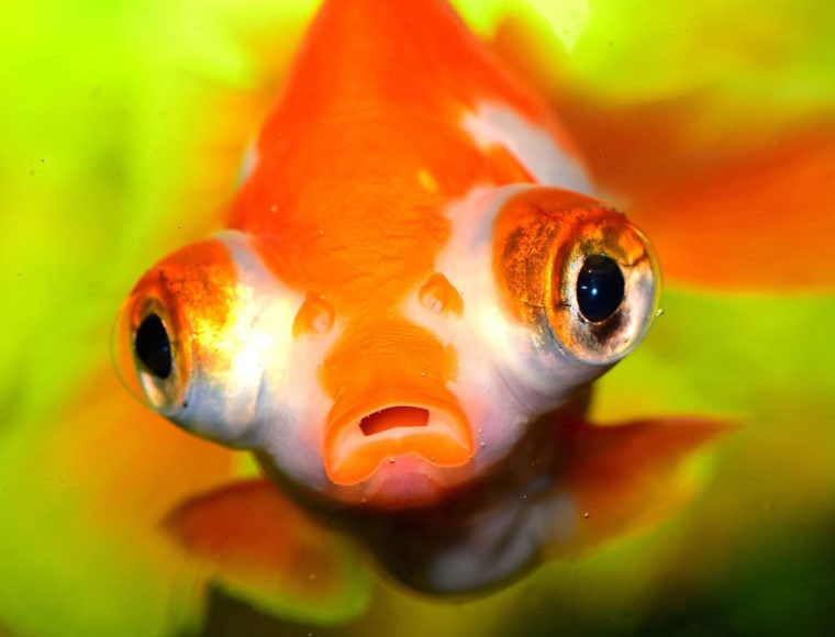 金鱼有望远镜般的眼睛