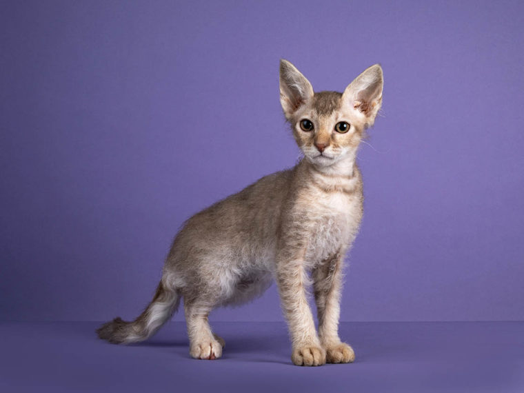 淡紫色平纹LaPerm小猫