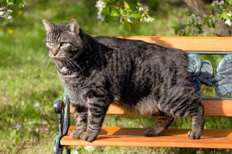 长凳上的曼克斯猫