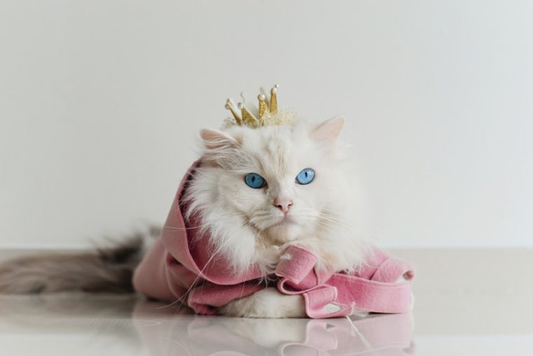布偶猫的猫在粉红色和黄色的外套