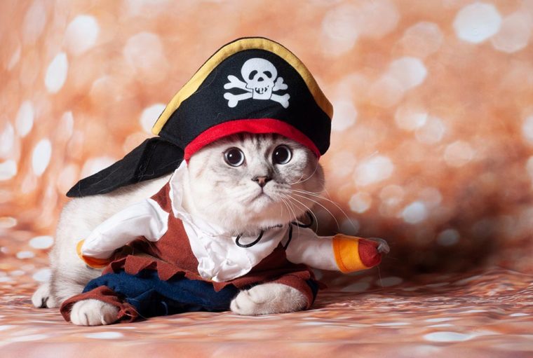 猫加勒比海盗服装穿着