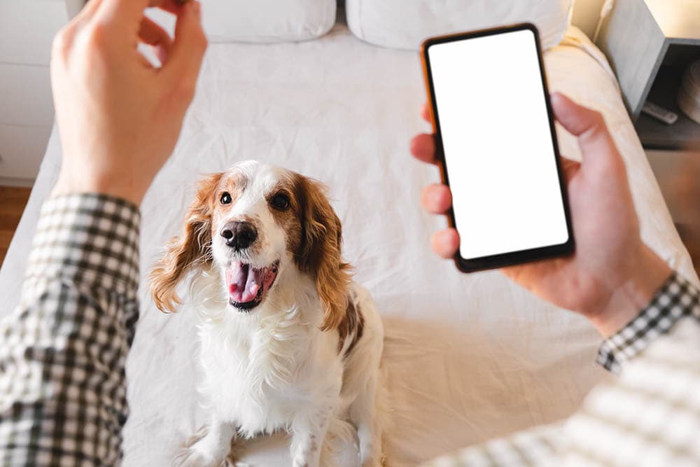 用智能手机应用程序在家训练一只活跃的狗