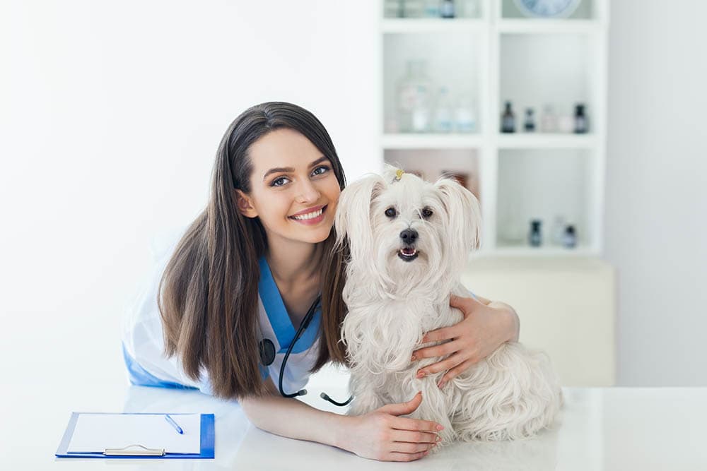 smiling-veterinarian-doctor-and-cute-white-dog_Viktok-Gladkov_Shutterstock