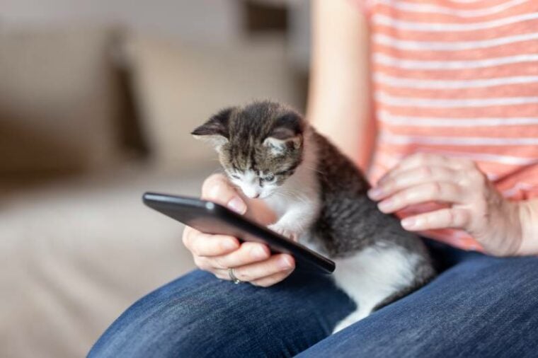 女拿着手机虽然小猫看着屏幕