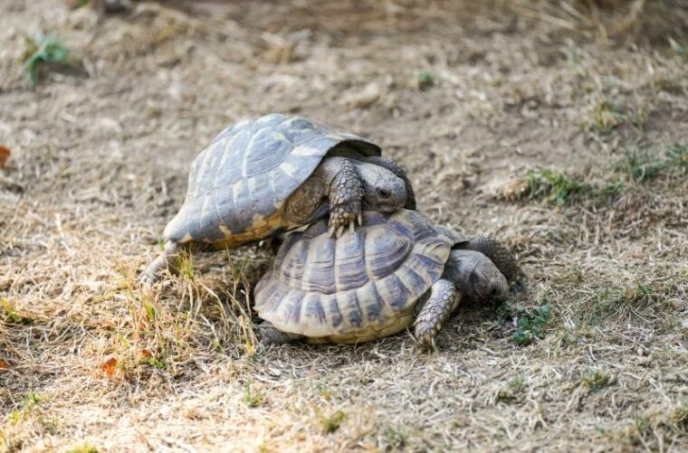 两海龟交配