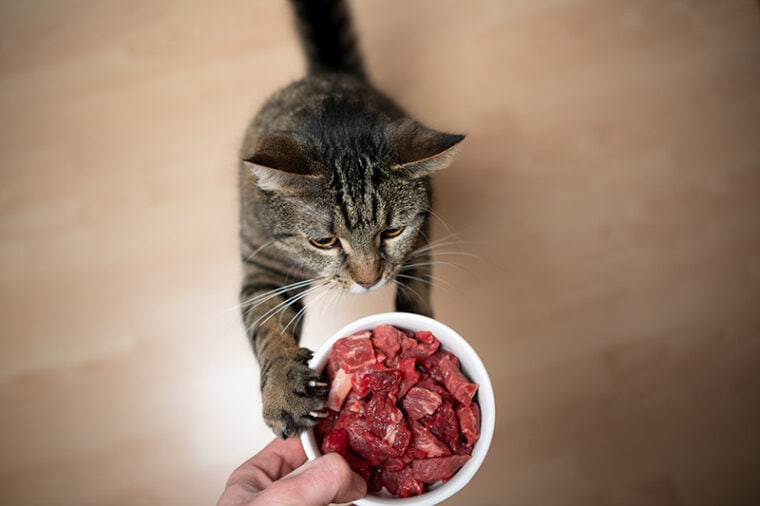 小猫用生肉进菜碗